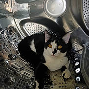 Cosmo joined the competition — help win amazing prizes! cat, black_and_white, animal, pet, washing_machine, metal, drum, curious, indoor, yellow_eyes, fur, whiskers, close_up, reflection, domestic, relaxing, cute, portrait, looking_at_camera, playful