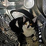 cat, black_and_white, animal, pet, washing_machine, metal, drum, curious, indoor, yellow_eyes, fur, whiskers, close_up, reflection, domestic, relaxing, cute, portrait, looking_at_camera, playful