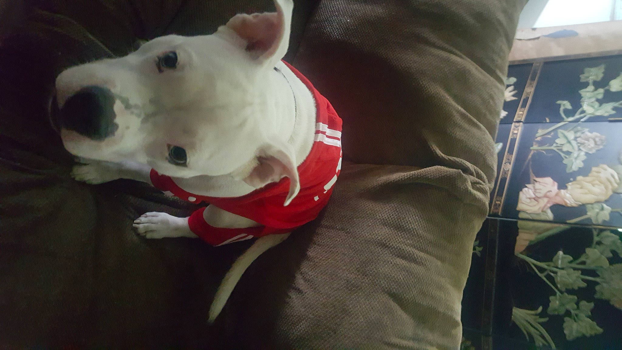 King joined the competition — help win amazing prizes! bull_and_terrier, bull_terrier, bull_terrier_miniature, canidae, carnivore, companion_dog, dog, dog_breed, dogo_argentino, english_white_terrier, fawn, mammal, non_sporting_group, nose, pit_bull, snout, terrier, vertebrate