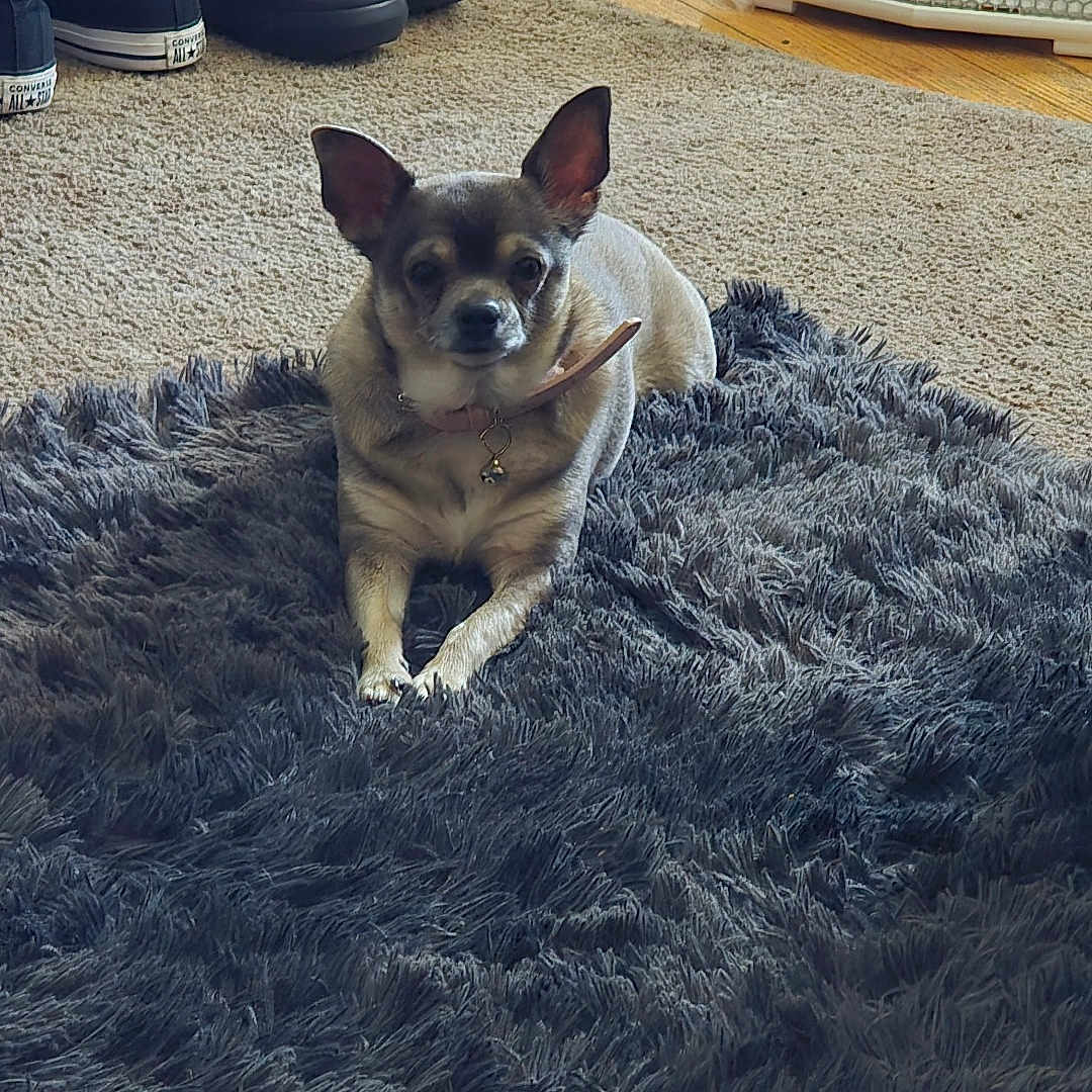 Uso is registered to the contest to win money with this photo: animal, baseboard, calm, carpet, collar, cozy, dog, domestic, floor, fur, heater, home, indoor, pet, resting, rug, shoes, small_dog, wall, wood_floor