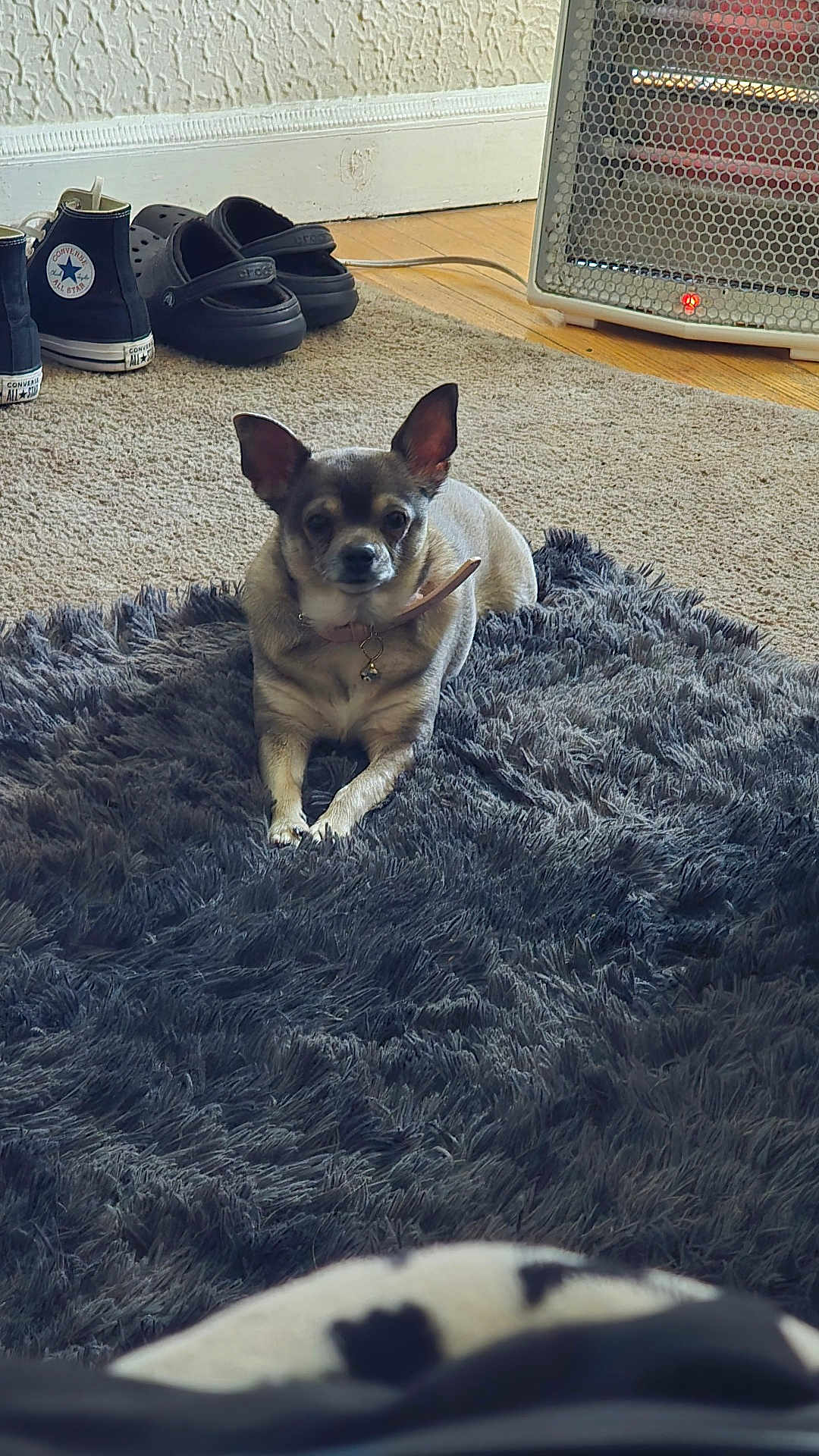 Uso is registered to the contest to win money with this photo: dog, small_dog, carpet, rug, indoor, shoes, heater, floor, wood_floor, wall, baseboard, collar, pet, resting, calm, domestic, cozy, home, animal, fur