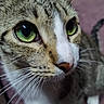 Katrina joined the competition — help win amazing prizes! animal, background_blur, cat, close_up, curious, domestic_cat, ears, face, feline, fur, green_eyes, indoor, looking, mammal, nose, pet, portrait, soft_focus, tabby, whiskers