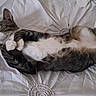 Katrina joined the competition — help win amazing prizes! animal, bed, cat, cozy, cute, domestic_animal, feline, fur, indoor, napping, paws, peaceful, pet, relaxing, resting, sleeping, soft, tabby, whiskers, white_bedspread
