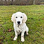 puppy, dog, grass, muddy_paws, outdoor, nature, field, tree, water, calm, pet, animal, white_dog, cute, young_dog, sitting, looking, collar, winter, leafless_tree