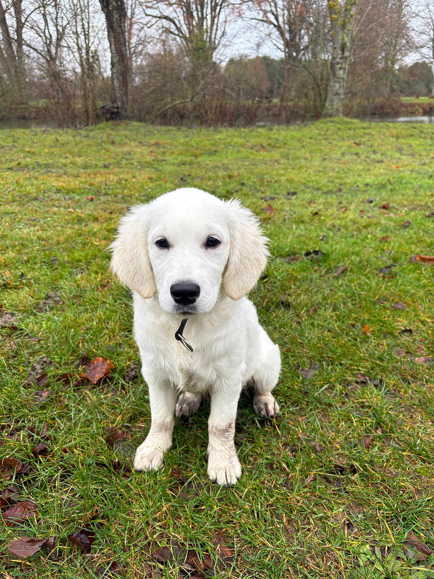 Aska participe au concours pour gagner de l'argent avec cette photo : puppy, dog, grass, muddy_paws, outdoor, nature, field, tree, water, calm, pet, animal, white_dog, cute, young_dog, sitting, looking, collar, winter, leafless_tree