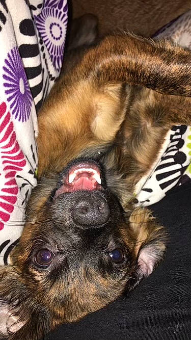 Indy Rose is registered to the contest to win money with this photo: canidae, carnivore, claw, close_up, collar, comfort, companion_dog, dog, dog_breed, ear, fawn, foot, fur, guard_dog, liver, paw, snout, sporting_group, whiskers, working_animal