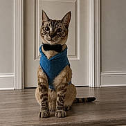 Theo joined the competition — help win amazing prizes! animal, blue_sweater, bow_tie, brown_tabby, cat, cute, domestic_cat, door, fancy_dress, feline, home, house, indoor, looking_at_camera, pet, portrait, sitting, step, striped, wooden_floor