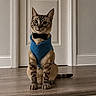animal, blue_sweater, bow_tie, brown_tabby, cat, cute, domestic_cat, door, fancy_dress, feline, home, house, indoor, looking_at_camera, pet, portrait, sitting, step, striped, wooden_floor