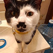 Cody is registered to the contest to win money with this photo: cat, black_and_white, tuxedo_cat, mustache, whiskers, green_eyes, collar, bell, pet, animal, portrait, close_up, bathroom, countertop, mirror, reflection, toiletries, water_bottle, indoors, funny