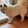 dog, white_dog, fluffy, indoor, tile_floor, frosted_glass, curious, pet, animal, canine, standing, tail, ears, floor, door, fur, companion, domestic_animal, house, portrait