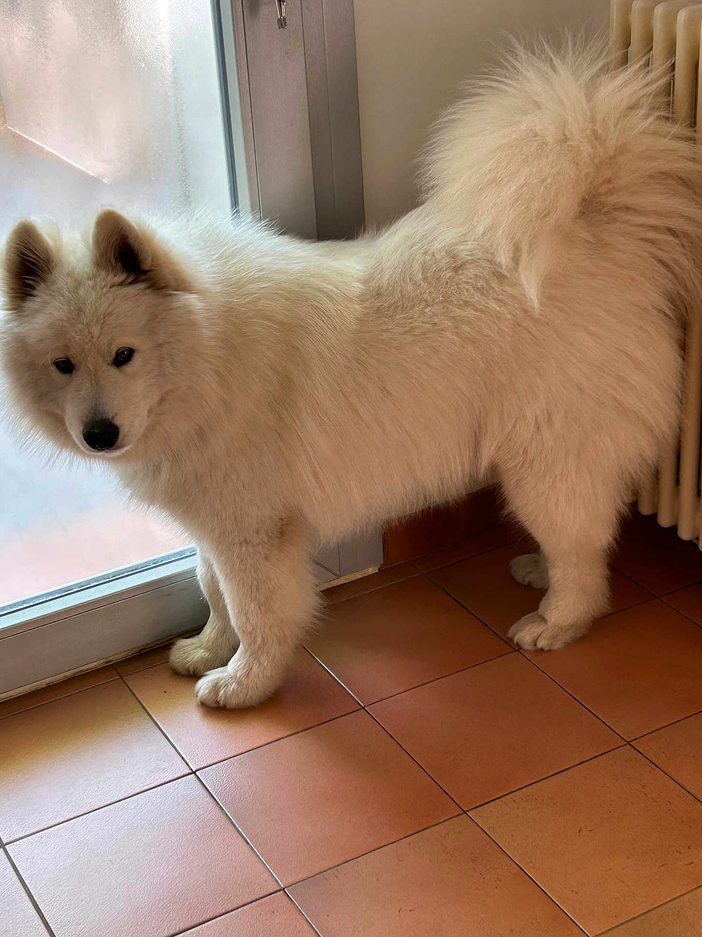Vega participe au concours pour gagner de l'argent avec cette photo : dog, white_dog, fluffy, indoor, tile_floor, frosted_glass, curious, pet, animal, canine, standing, tail, ears, floor, door, fur, companion, domestic_animal, house, portrait