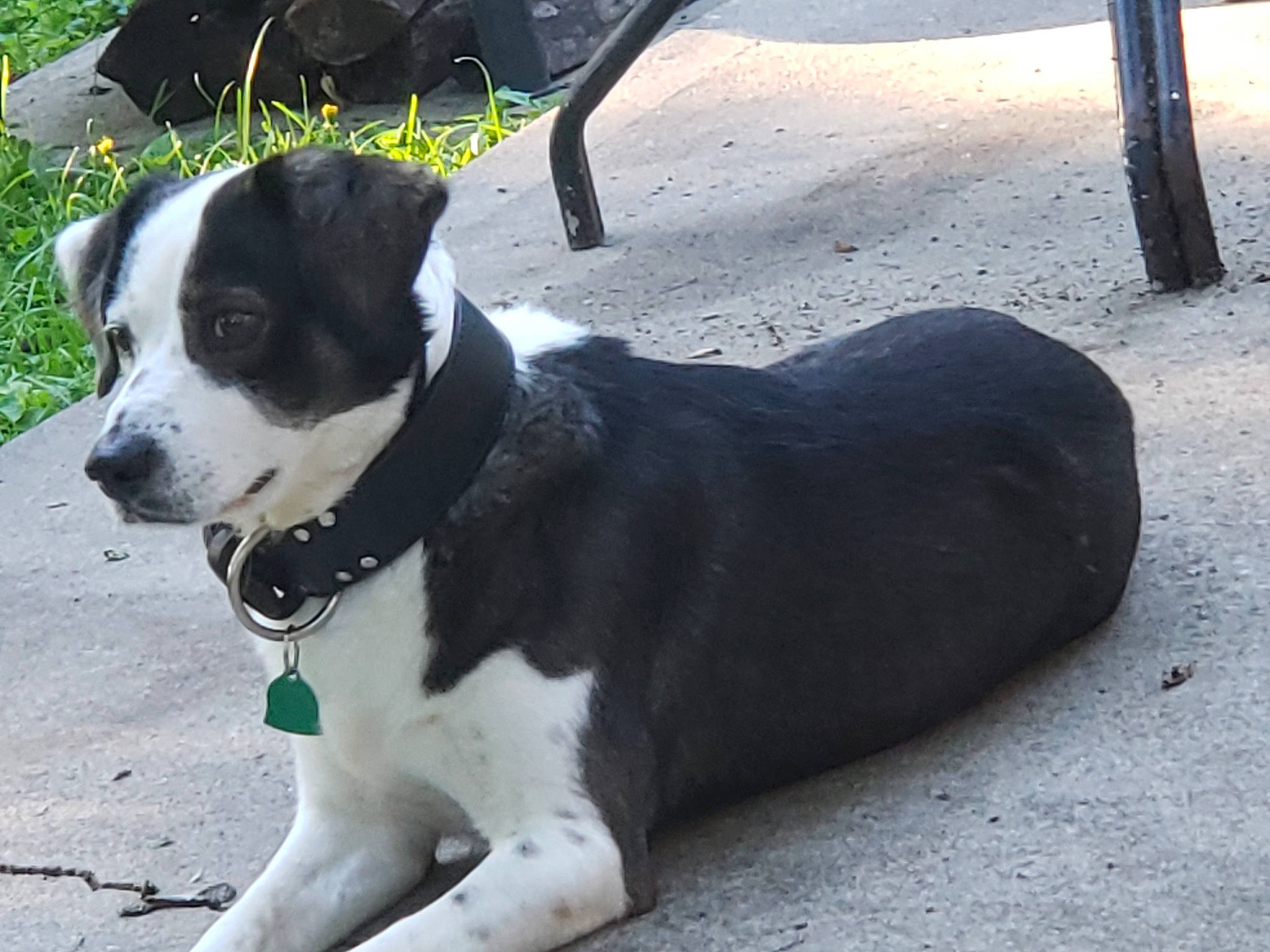 George is registered to the contest to win money with this photo: adventure, american_pit_bull_terrier, american_staffordshire_terrier, border_collie, canidae, carnivore, collar, companion_dog, dog, dog_breed, dog_collar, mammal, mcnab, non_sporting_group, pit_bull, snout, sporting_group, street_dog, tail, vertebrate