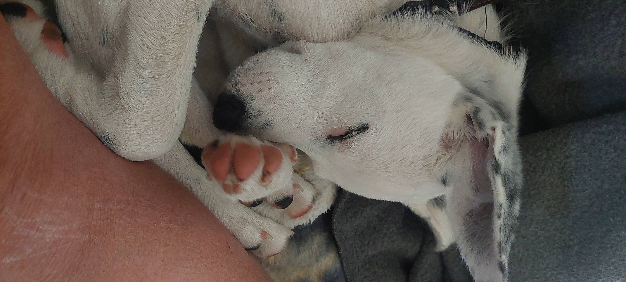 Buppy is registered to the contest to win money with this photo: canidae, carnivore, close_up, comfort, companion_dog, dog, dog_breed, ear, fawn, foot, fur, non_sporting_group, nose, paw, snout, sporting_group, terrestrial_animal, whiskers, working_animal