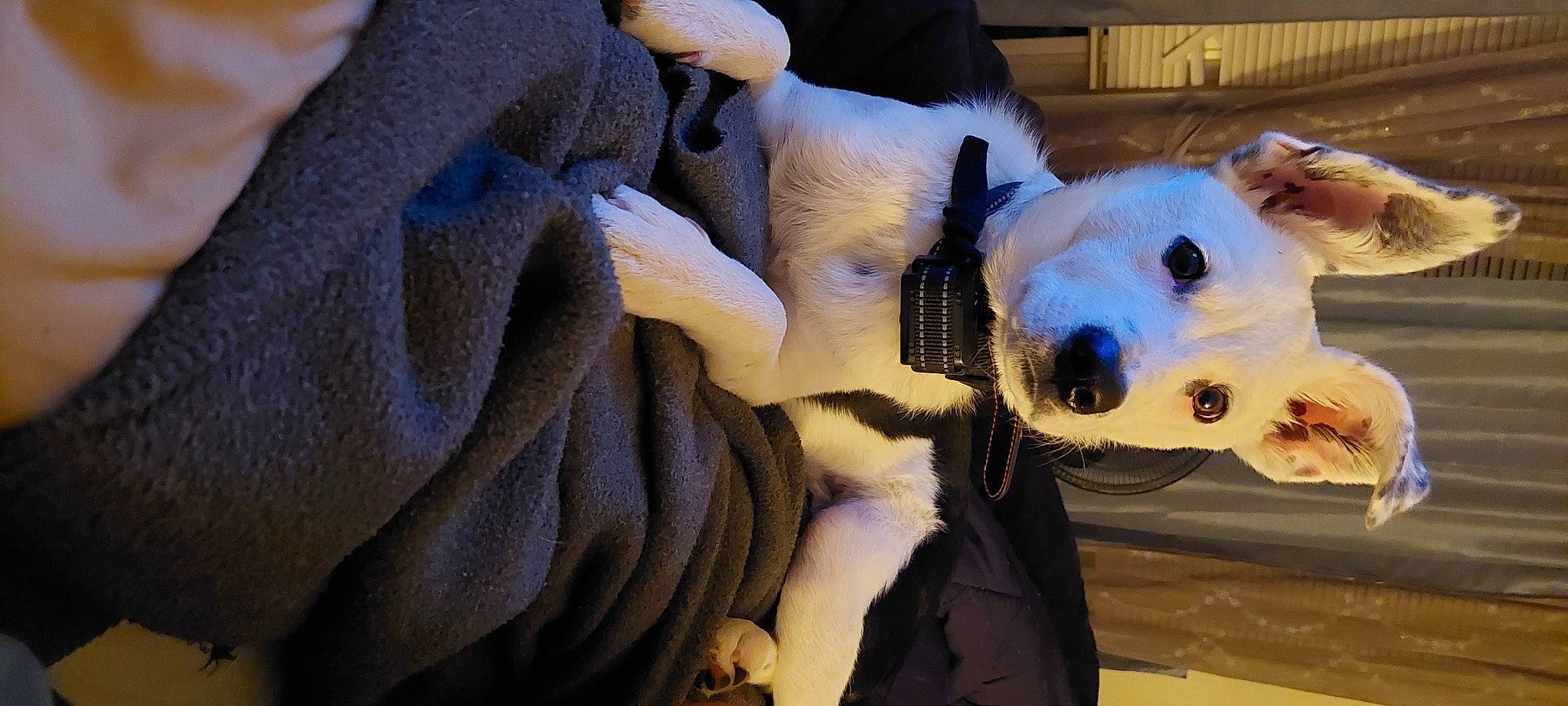 Buppy joined the competition — help win amazing prizes! bear, canidae, carnivore, comfort, companion_dog, couch, dog_breed, electric_blue, eye, felidae, fur, head, panda, plush, polar_bear, snout, stuffed_toy, teddy_bear, toy, whiskers