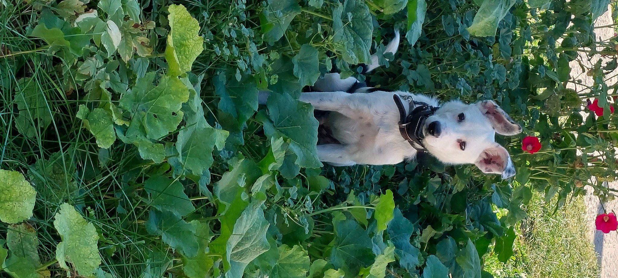 Buppy is registered to the contest to win money with this photo: annual_plant, canidae, carnivore, collar, companion_dog, dog, dog_breed, fawn, flowering_plant, grass, groundcover, herb, leaf_vegetable, plant, snout, sporting_group, tail, terrestrial_animal, whiskers, working_animal