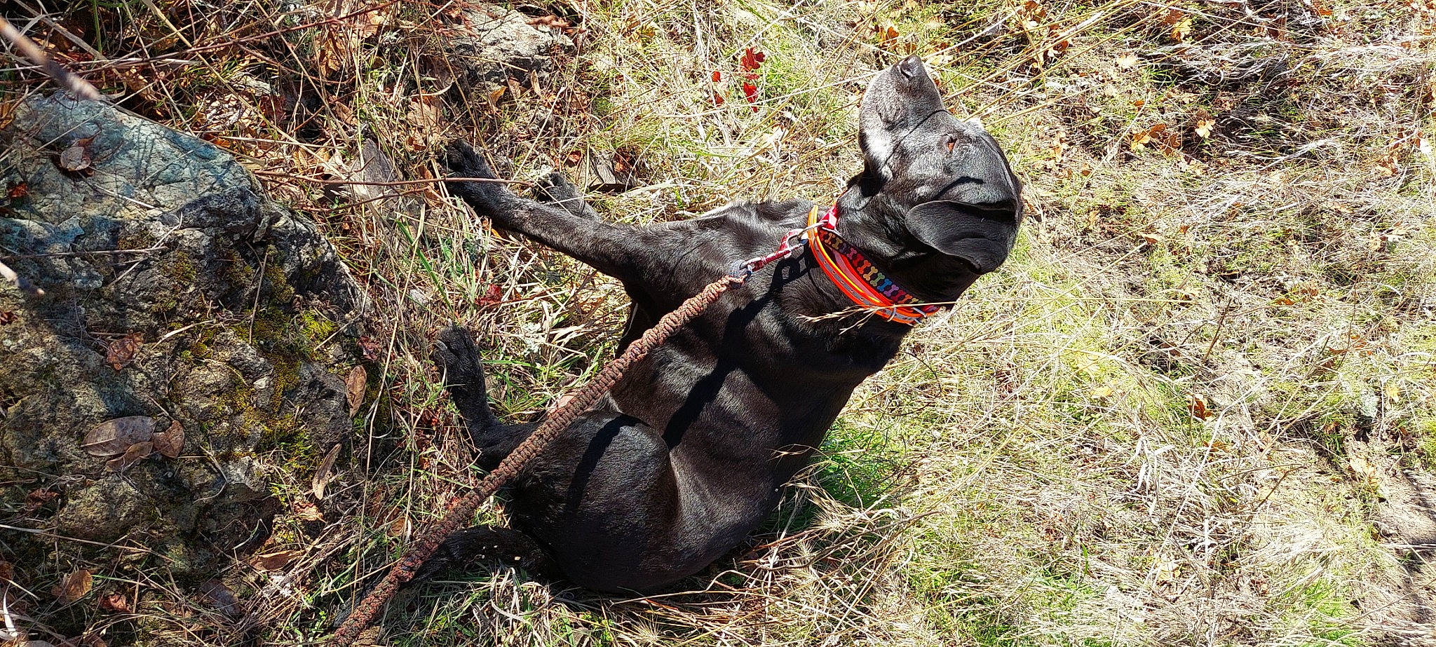 Drago joined the competition — help win amazing prizes! adventure, canidae, carmine, carnivore, dog_breed, foot, grass, plant, recreation, soil, sporting_group, tail, terrestrial_animal, trunk, wood, working_animal