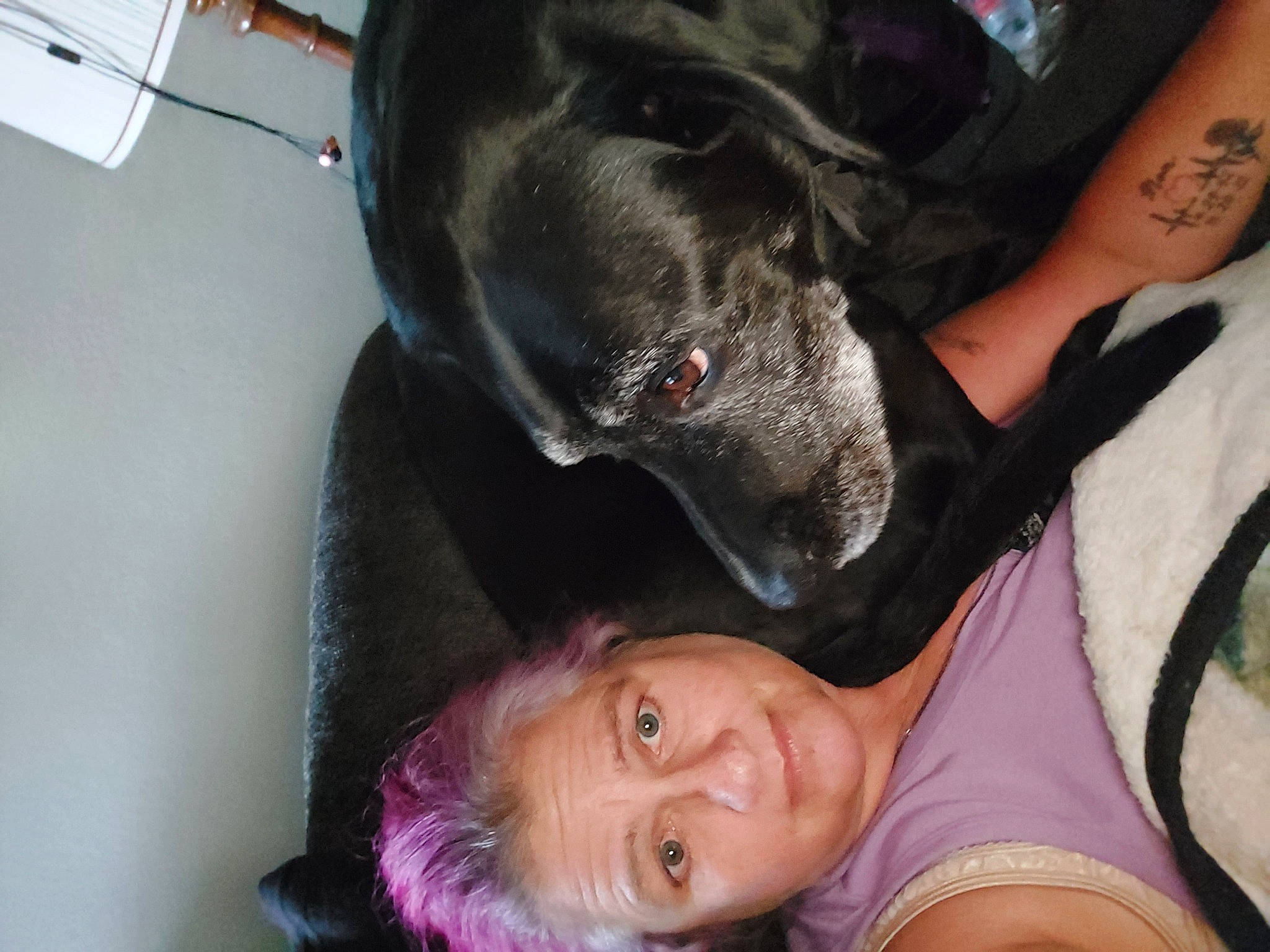 Drago joined the competition — help win amazing prizes! black_hair, canidae, carnivore, comfort, companion_dog, dog, dog_breed, ear, fawn, fun, fur, gesture, guard_dog, happy, non_sporting_group, smile, snout, sporting_group