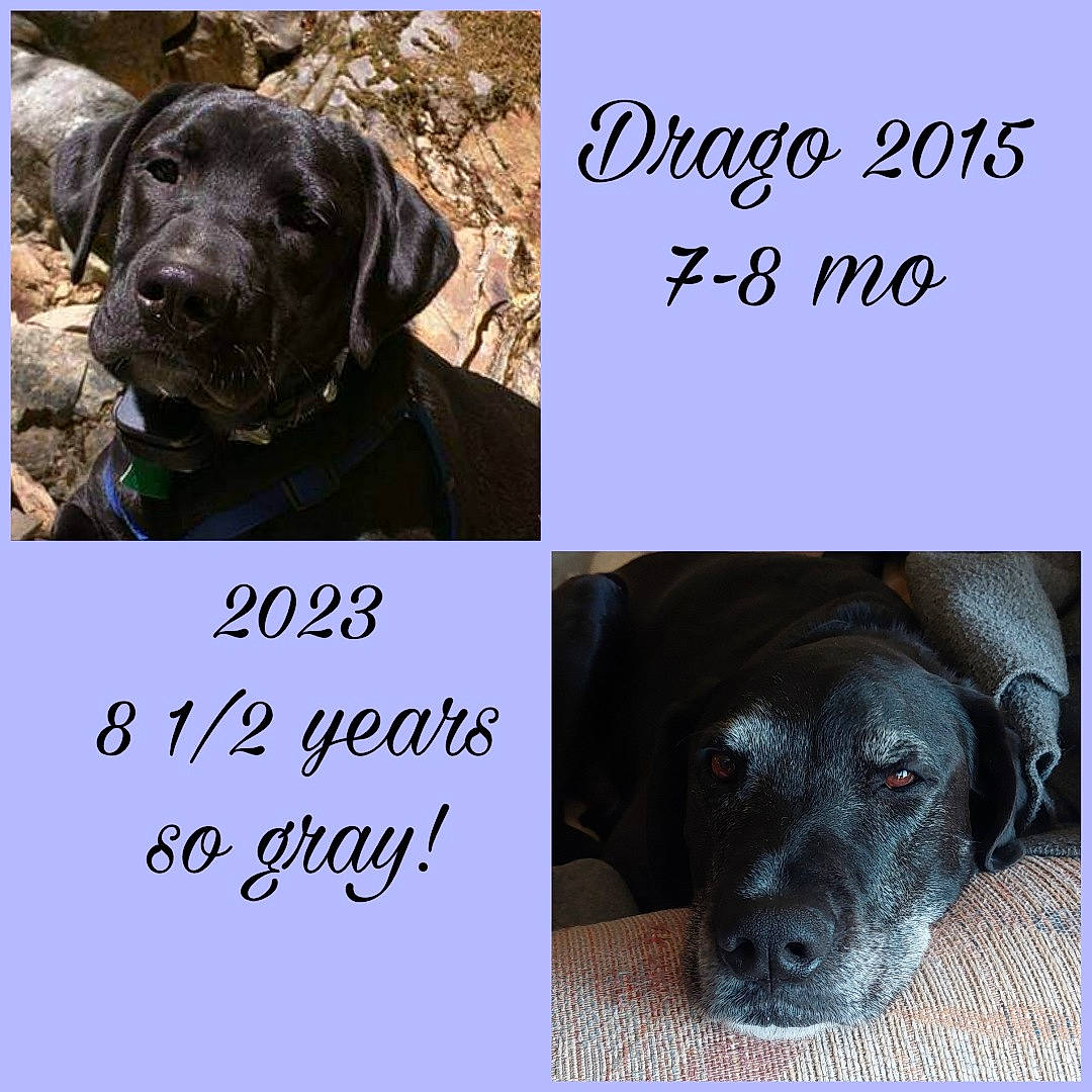 Drago joined the competition — help win amazing prizes! canidae, carnivore, collar, companion_dog, dog, dog_breed, dog_collar, dog_supply, fashion_accessory, font, fur, handwriting, happy, liver, organism, pet_supply, photo_caption, snout, sporting_group, working_animal