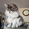 Sissy is registered to the contest to win money with this photo: cat, fluffy, gray, white, indoor, cat_perch, feline, pet, animal, fur, whiskers, ears, paws, clock, furniture, home, domestic, looking_down, soft, cozy