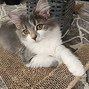 Sissy is registered to the contest to win money with this photo: kitten, cat, gray, white, fur, indoor, scratch_pad, carpet, laundry_basket, pet, animal, cute, feline, whiskers, paw, relaxed, looking, young, playful, home