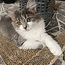 kitten, cat, gray, white, fur, indoor, scratch_pad, carpet, laundry_basket, pet, animal, cute, feline, whiskers, paw, relaxed, looking, young, playful, home