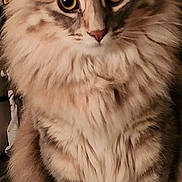 Daisy Mae joined the competition — help win amazing prizes! cat, fluffy, indoor, pet, animal, lock_screen, time_display, date_display, tabby, fur, ears, whiskers, eyes, portrait, sitting, close_up, domestic_cat, feline, curious, soft_lighting