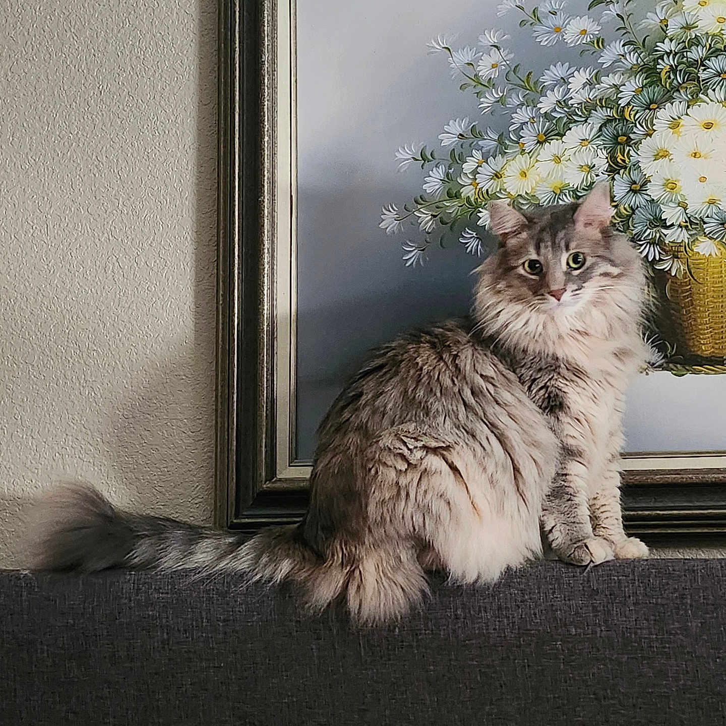 Daisy Mae is registered to the contest to win money with this photo: cat, fluffy, gray, couch, painting, flower, daisy, vase, indoor, feline, portrait, animal, pet, domestic, sitting, furniture, decor, wall, art, calm