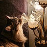 Daisy Mae is registered to the contest to win money with this photo: cat, fluffy, lamp, vintage, ornate, whiskers, fur, curious, indoor, lighting, cozy, brown, decor, flower_shaped_lamp, feline, pet, closeup, side_view, warm_light, relaxing