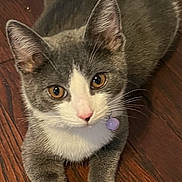 Heidi joined the competition — help win amazing prizes! cat, gray_cat, white_paws, amber_eyes, pet, domestic_cat, collar, purple_bell, wooden_floor, flooring, indoor, animal, cute, whiskers, ears, tail, fur, relaxed, looking_up, young_cat