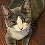cat, gray_cat, white_paws, amber_eyes, pet, domestic_cat, collar, purple_bell, wooden_floor, flooring, indoor, animal, cute, whiskers, ears, tail, fur, relaxed, looking_up, young_cat