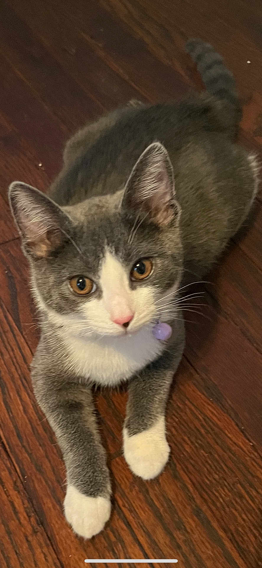 Heidi
