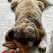 Aya a rejoint le concours — aidez-le/la à gagner de superbes lots ! animal, brown, canine, cozy, cute, dog, floor, fur, indoor, laying_down, pet, pet_toy, playtime, plush_toy, relaxed, resting, sleeping, toy, white_paw, wooden_floor