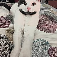 Alix a rejoint le concours — aidez-le/la à gagner de superbes lots ! cat, black_and_white, pet, animal, portrait, sitting, front_paws, whiskers, pink_nose, green_eyes, pointed_ears, fur, tuxedo_cat, moustache_marking, bed, bedspread, bedroom, indoors, patterned_fabric, closeup