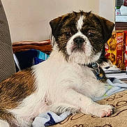 Buddy joined the competition — help win amazing prizes! bell, blanket, brown_fur, collar, couch, crunch_n_munch, dog, face, fur, indoor, looking_at_camera, mammal, papers, paw, pet, relaxed, small_dog, snack_box, table, white_fur