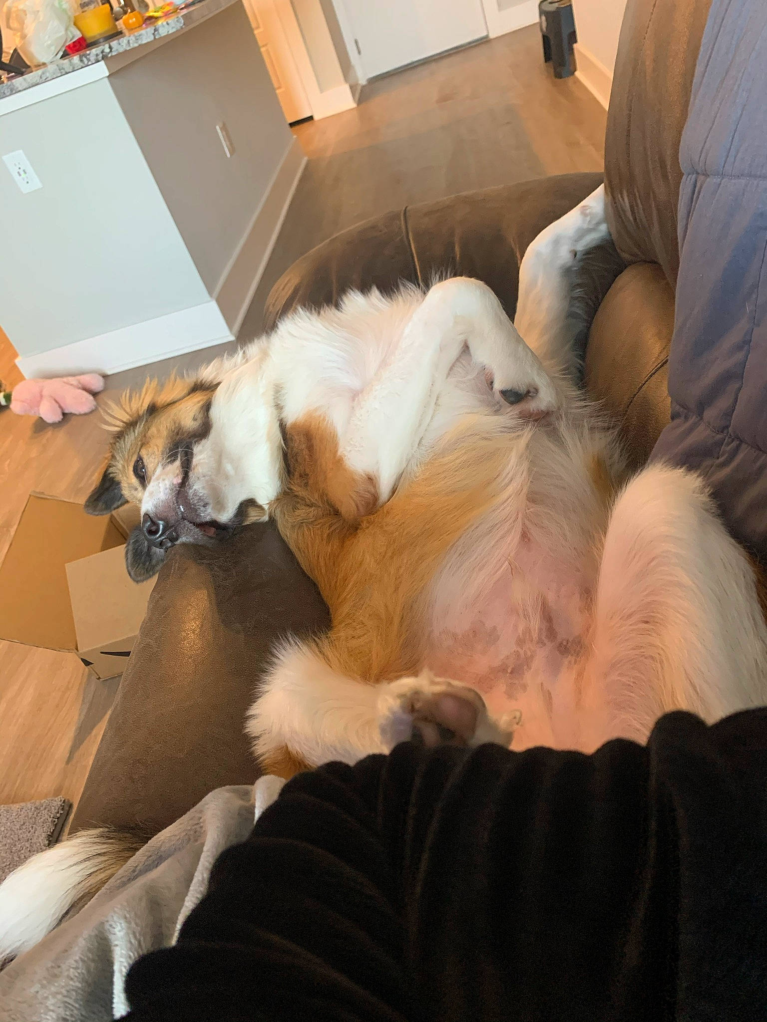 Jasper joined the competition — help win amazing prizes! canidae, carnivore, companion_dog, dog, dog_breed, fur, nap, pomeranian, puppy, shih_tzu