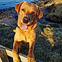 animal, canine, daytime, dog, fence, friendly, golden_retriever, grass, happy, labrador, nature, outdoor, pet, portrait, rocky_coastline, sea, smiling, sunlight, tongue_out, water