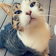 Smokey Bear is registered to the contest to win money with this photo: animal, cat, close_up, curious, cute, domestic_animal, ears, eyes, face, feline, food, fur, kibble, looking_up, outdoor, pet, sitting, tabby, whiskers, wooden_floor