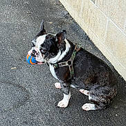 Max is registered to the contest to win money with this photo: animal, asphalt, ball, black_and_white, boston_terrier, brick_wall, canine, companion, cute, dog, fetch, friendly, fur, harness, loyal, outdoor, pet, playful, sitting, small_dog