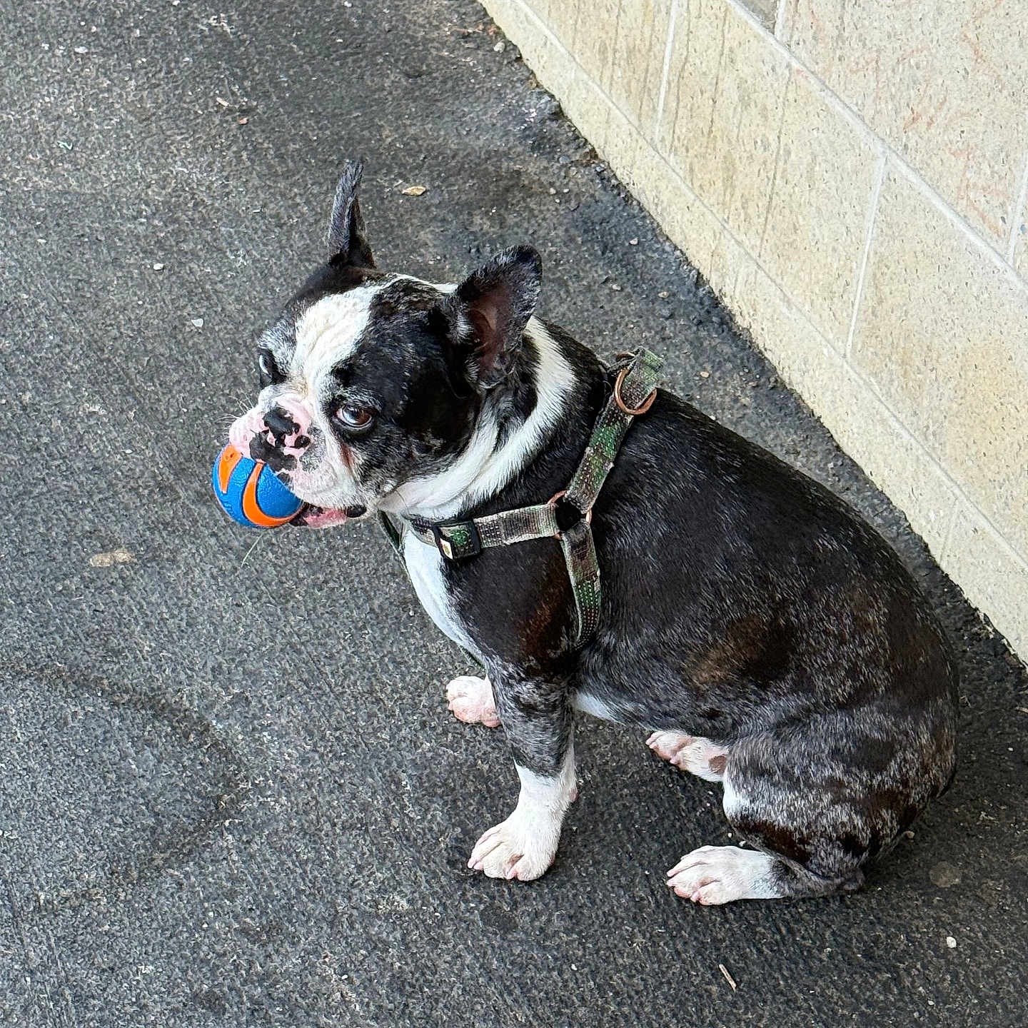 Max