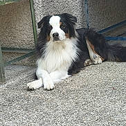 Una a rejoint le concours — aidez-le/la à gagner de superbes lots ! dog, animal, fluffy, black_and_white, resting, paws_crossed, outdoor, concrete_floor, bench, seat, fur, pet, canine, calm, relaxed, portrait, side_view, texture, wall, quiet
