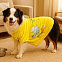 animal, black_white_brown_fur, carpet, cartoon_print, chair, cozy, dog, furniture, happy, indoor, living_room, natural_light, pet, smiling, sofa, standing, tongue_out, water_bowl, window, yellow_tshirt