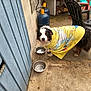 dog, towel, outdoor, concrete, bowl, plastic_chair, blue_door, tongue_out, pet, fur, black_and_white, yellow, simpsons, animal, canine, playful, backyard, water_bowl, resting, colorful