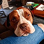 brown_and_white, canine, carpet, casual, close_up, comfort, cozy, dog, domestic, floor, furniture, human_leg, indoor, jeans, living_room, looking_up, pet, resting_head, ripped_jeans, table