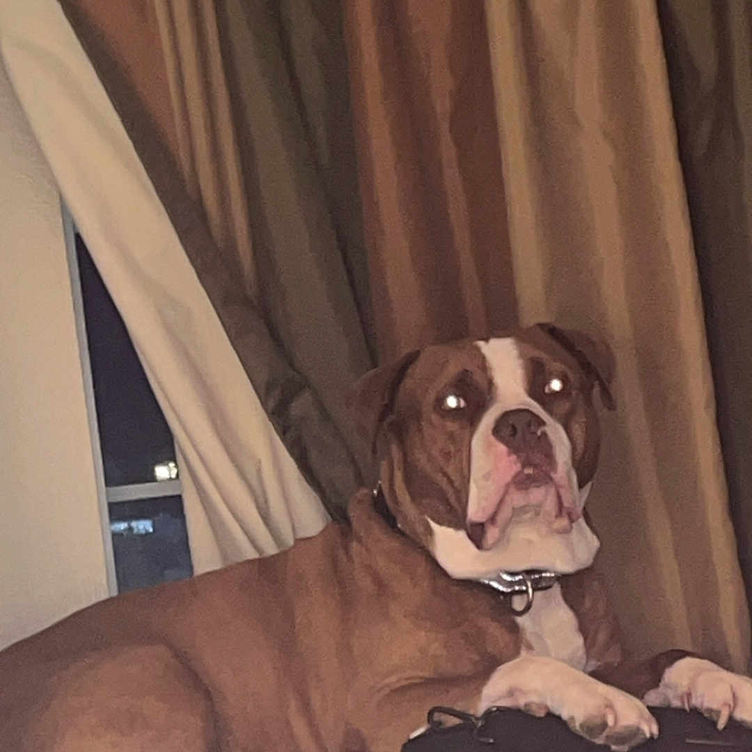 Hoochie is registered to the contest to win money with this photo: animal, bag, brown_dog, canine, collar, couch, curtains, dog, domestic_animal, flash, furniture, household, indoor, living_room, night, paws, pet, relaxed, resting, window