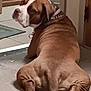 animal, back_view, brown, canine, chain, collar, curious, dog, domestic, doorframe, floor, indoor, legs, looking_back, lying_down, paw, pet, resting, tile_floor, white