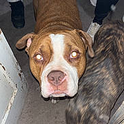Hoochie is registered to the contest to win money with this photo: animal, black_pants, black_shoes, brindle_dog, brown_dog, canine, carpet, collar, companion, dog, door, flash, floor, household, indoor, motion_blur, people_legs, pets, white_markings, white_pants