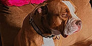 Hoochie joined the competition — help win amazing prizes! animal, brown, calm, collar, companion, couch, dog, domestic, furniture, indoor, jacket, looking_away, mammal, medium_sized_dog, paneling, pet, relaxed, seated, wall, white