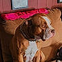 animal, brown, calm, collar, companion, couch, dog, domestic, furniture, indoor, jacket, looking_away, mammal, medium_sized_dog, paneling, pet, relaxed, seated, wall, white