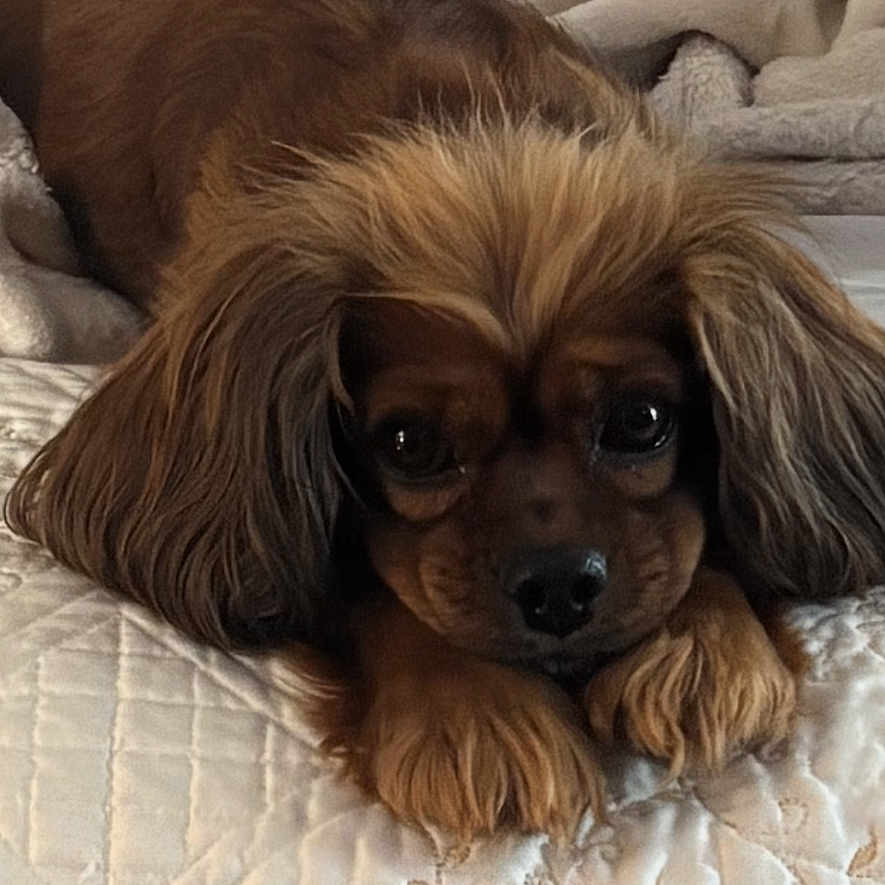 Bella is registered to the contest to win money with this photo: animal, bed, bedroom, blanket, canine, cockerspaniel, couch, cushion, dog, furniture, homedecor, hound, indoors, linen, papillon, pet, puppy, quilt, room, terrier