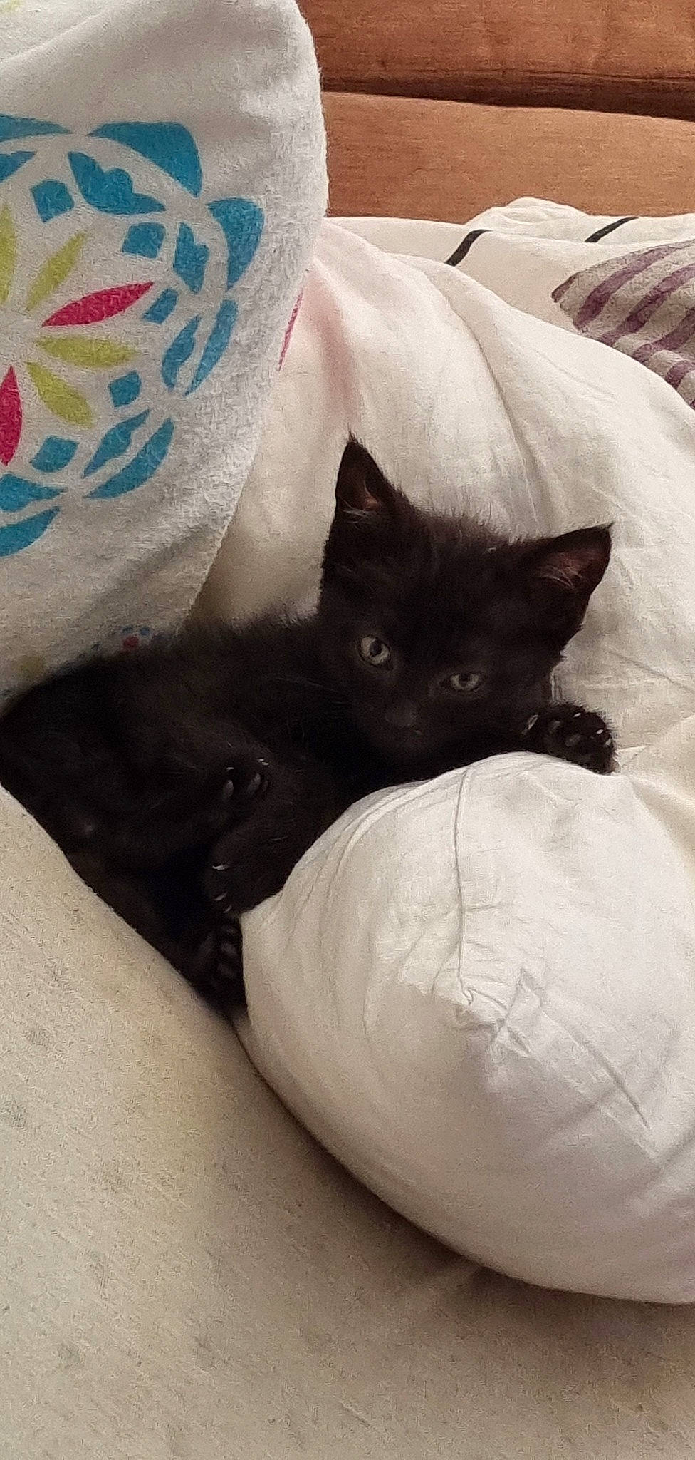 Lady participe au concours pour gagner de l'argent avec cette photo : bean_bag, bed, bed_sheet, bedding, black_cat, carnivore, cat, comfort, domestic_short_haired_cat, felidae, fur, grey, human_leg, linens, nap, pattern, pillow, small_to_medium_sized_cats, tail, whiskers